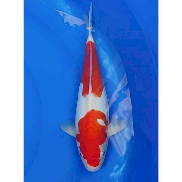 Doitsu Kohaku Bulky & Berpunuk 2step Original 32cm (M)