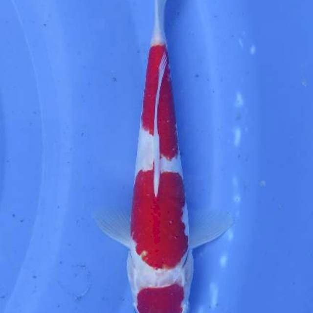 Kohaku