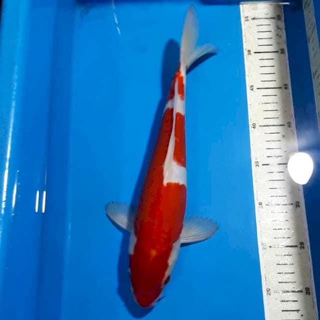 KOHAKU DOITSU 35 CM