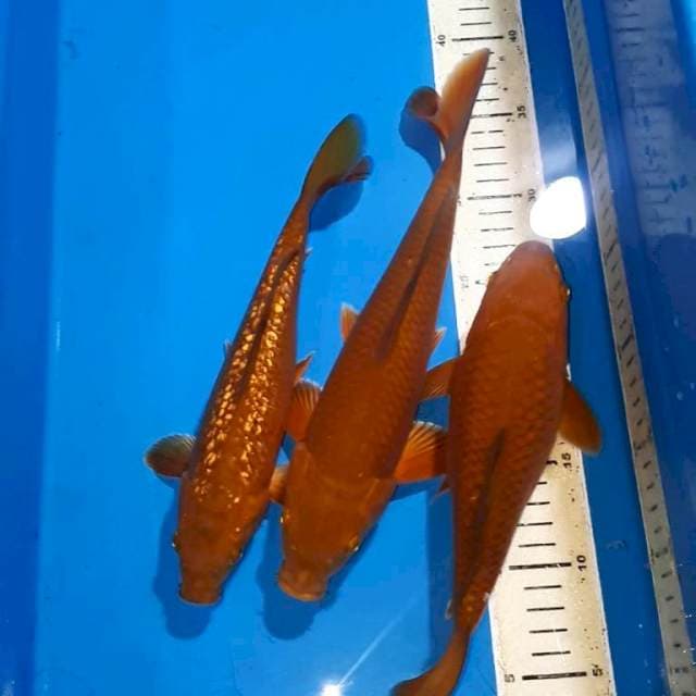 CHAGOI TEMBAGA SIZE 25 & 30 CM