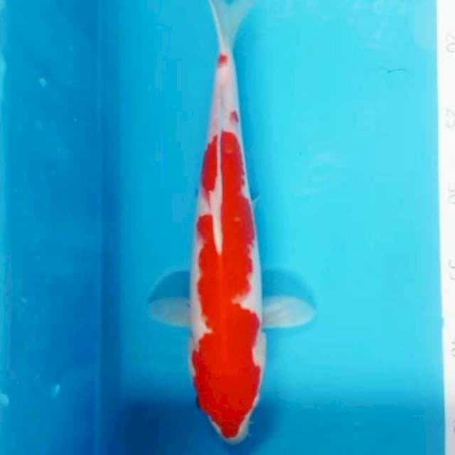 Kohaku