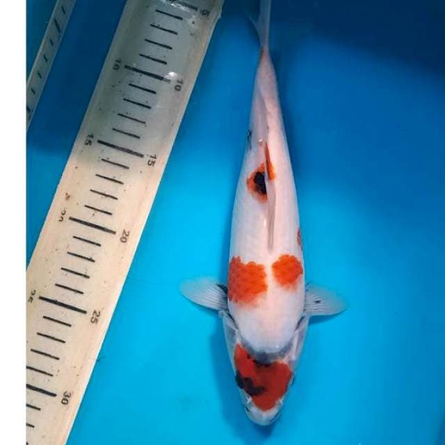 Showa maruten 26cm