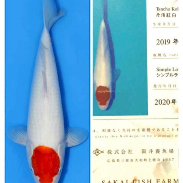 Tc kohaku SFF
