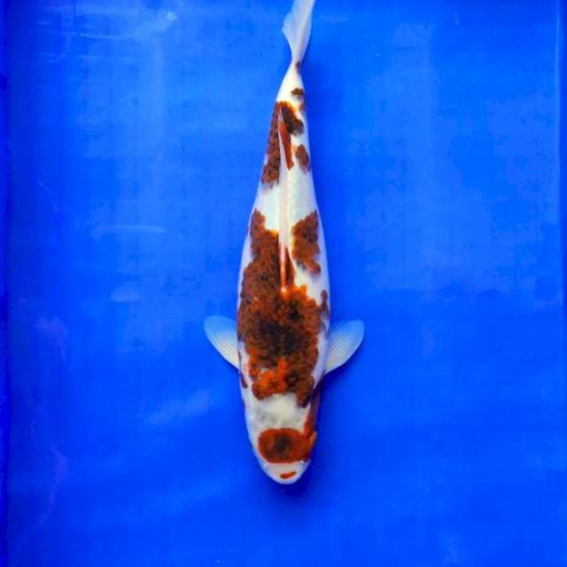 Maruten goromo 32cm Female
