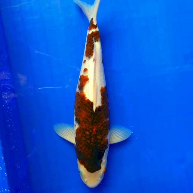 Goromo 33cm Male