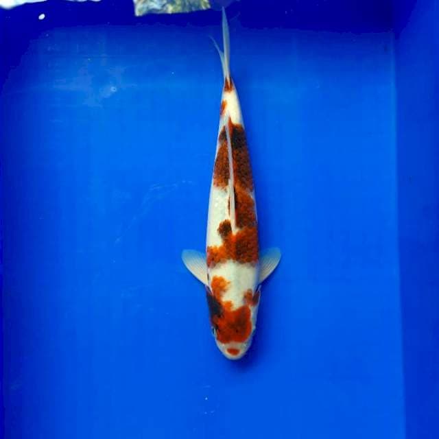 Kuchibeni goromo 31cm Male