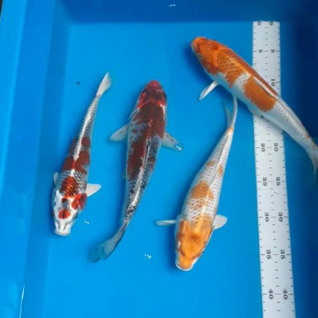 Paket mix 25-28cm