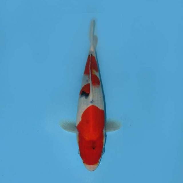 23CM - SHOWA SANSHOKU
