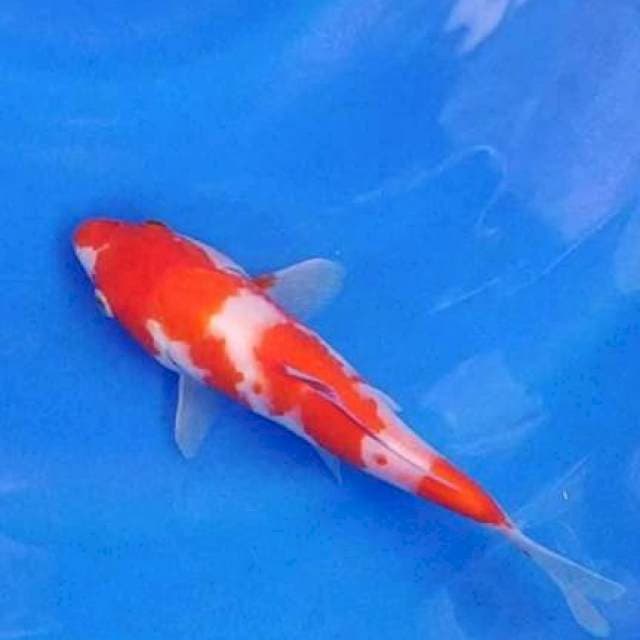 Kohaku 19cm ISA. Import dan Sertifikat