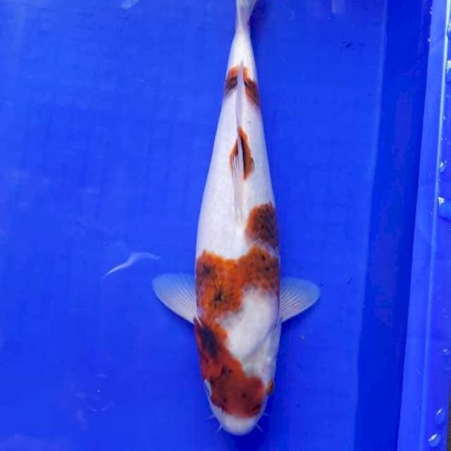 Goromo bakat jumbo 35cm FML