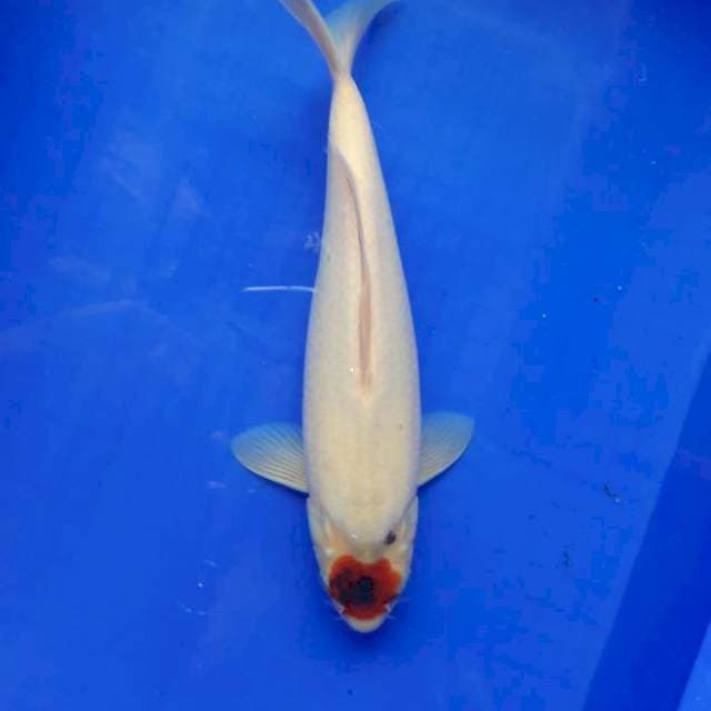 Tancho koromo 31cm Male