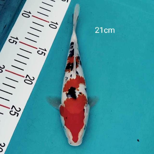 Sanke strong 21cm