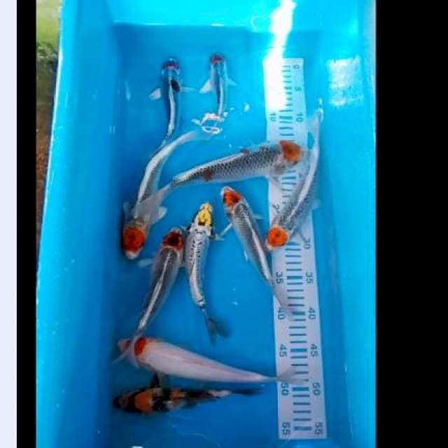 Paket tanco 20-27cm 10ekor