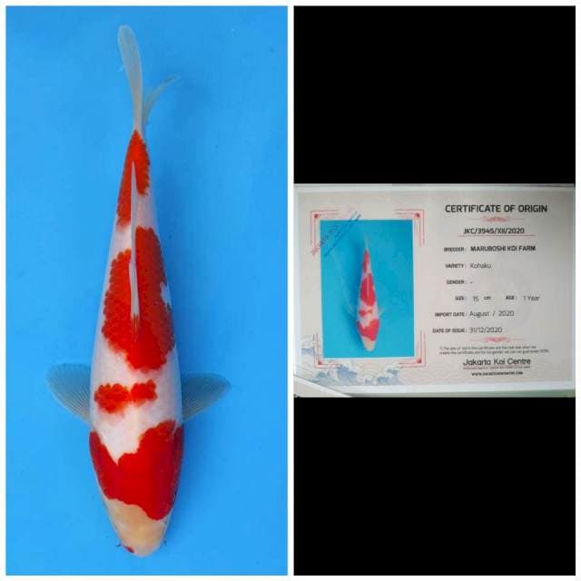 Maruboshi Kohaku