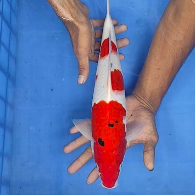 Sanke 37cm