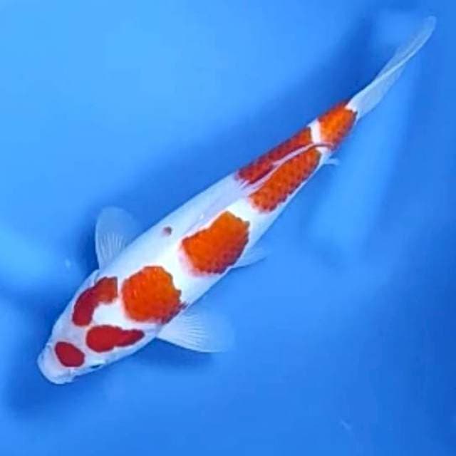 KOHAKU # 27CM MALE