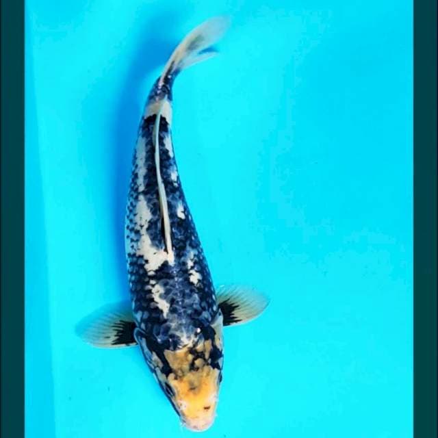 Suminagasi 26cm male