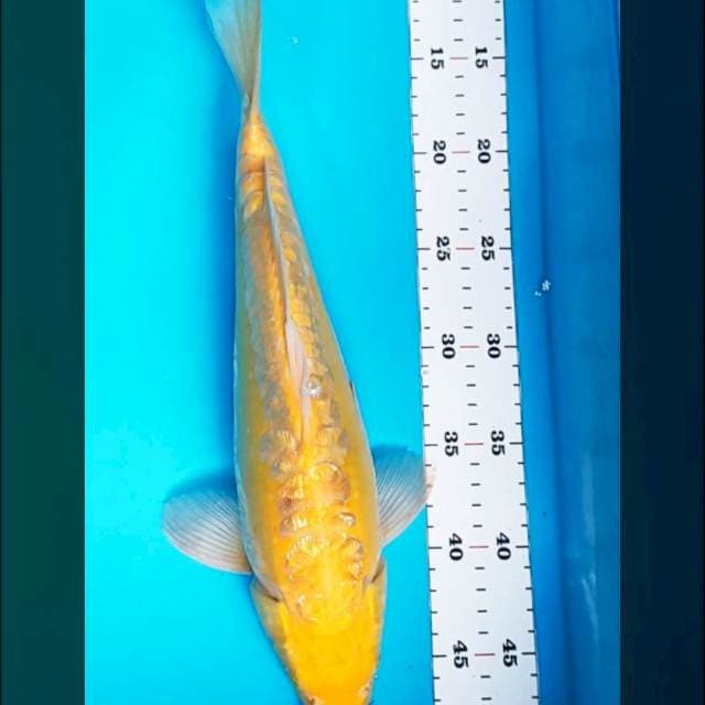 Aragoke ginrin punuk red eye 35cm