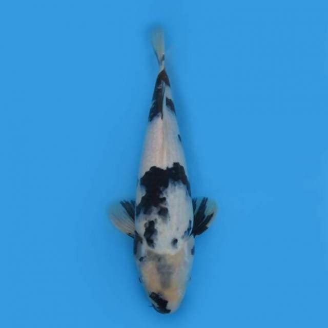 33CM - SHIRO UTSURI