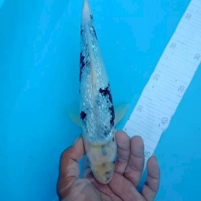 Tategoi calonπͺπππ