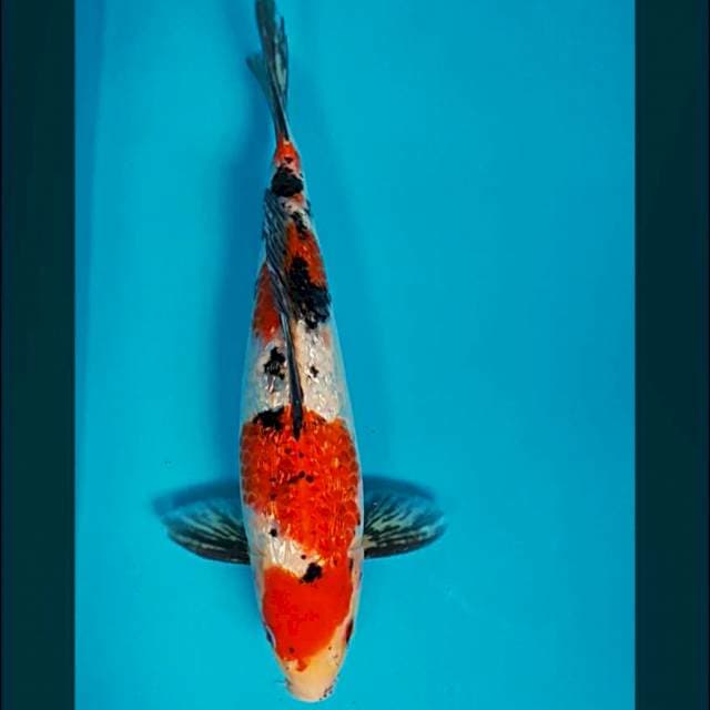 Sanke ginrin strong 32cm male