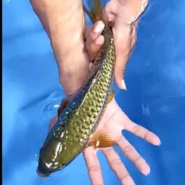 MIDORI GINRIN # 31CM