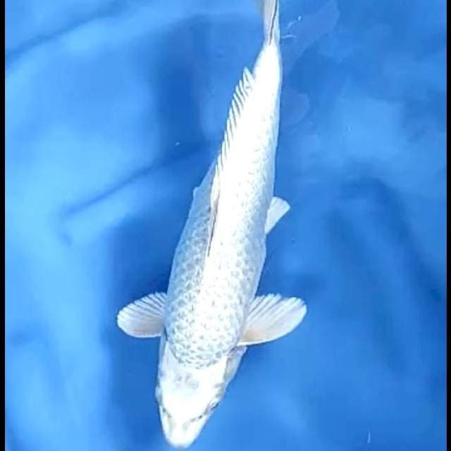 MUKASHI GINRIN # 35CM