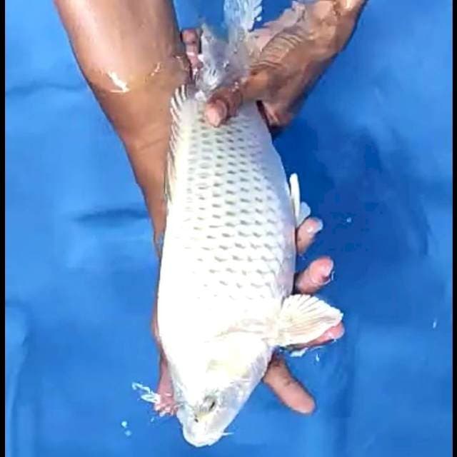 MUKASHI # 37CM