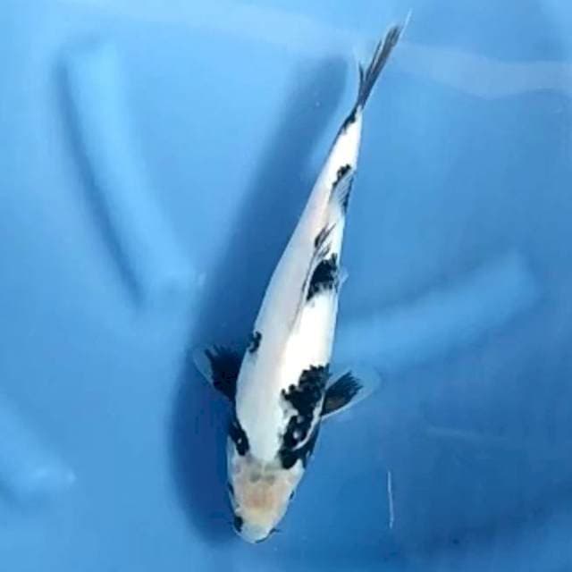 SHIRO # 28CM