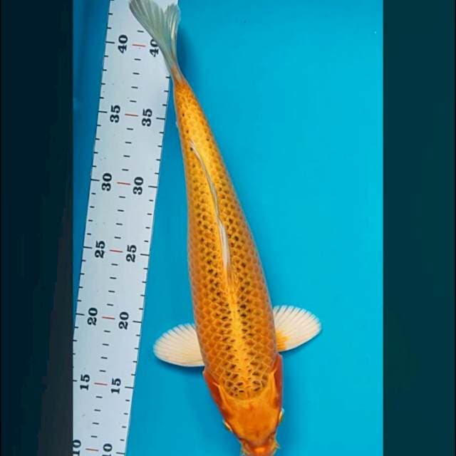 Ki matsuba 32cm male