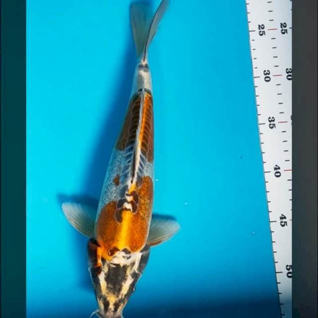 Kin kiko 30cm male