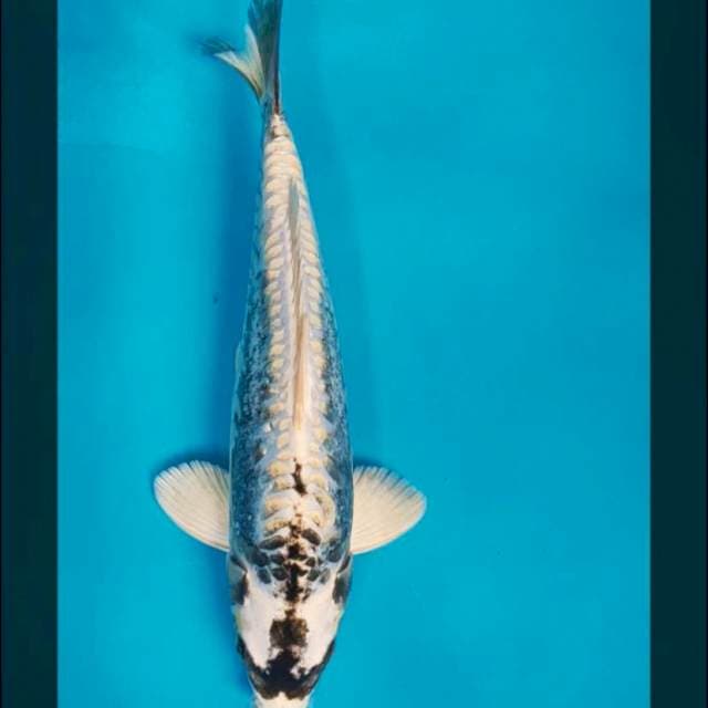 White kabuto 33cm male