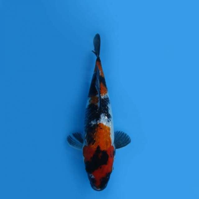 23CM - GINRIN SHOWA SANSHOKU