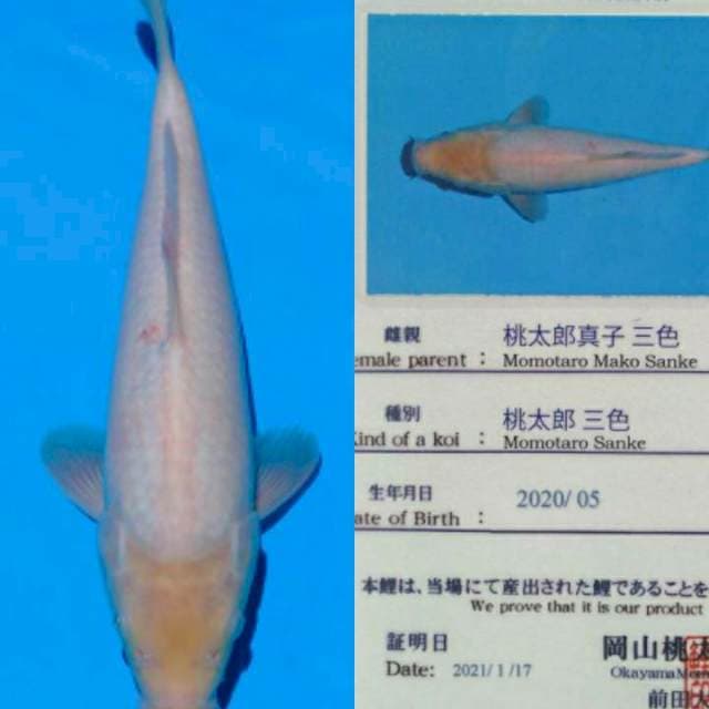 Shiromuji 26cm Certi Momotaro Farm