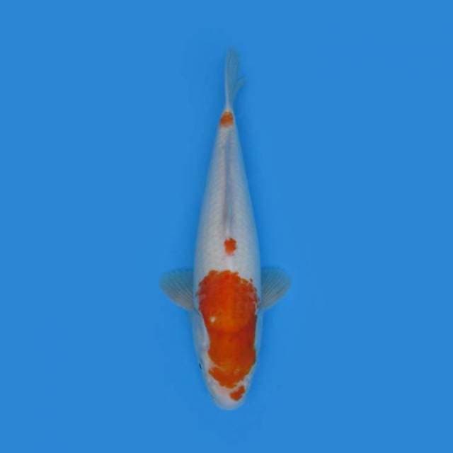 30CM - HARIWAKE