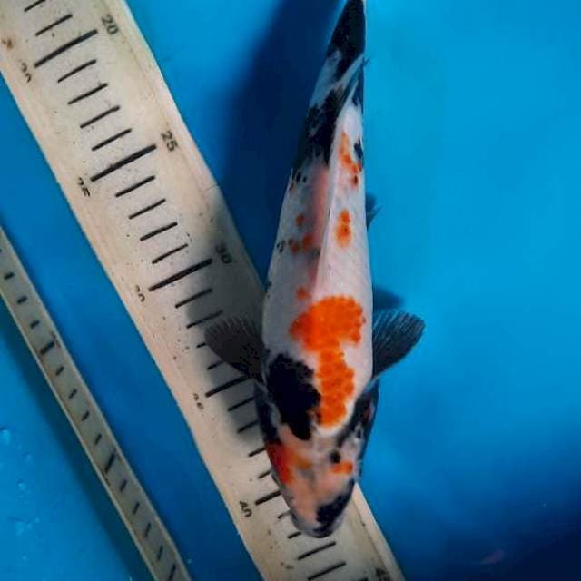 Showa 25cm