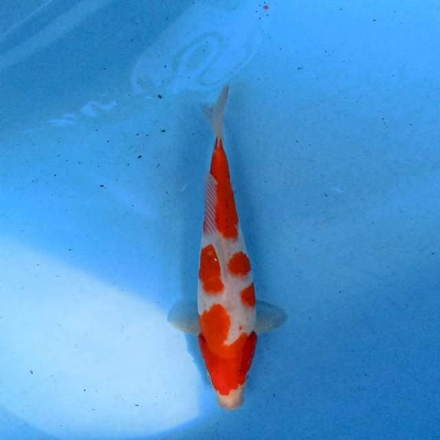 kohaku 30 cm