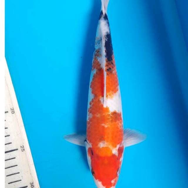 Showa 27cm