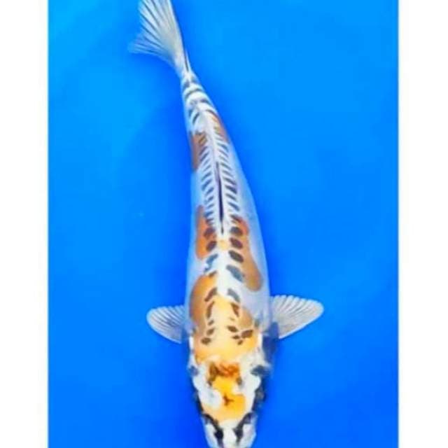 KIKO 27cm