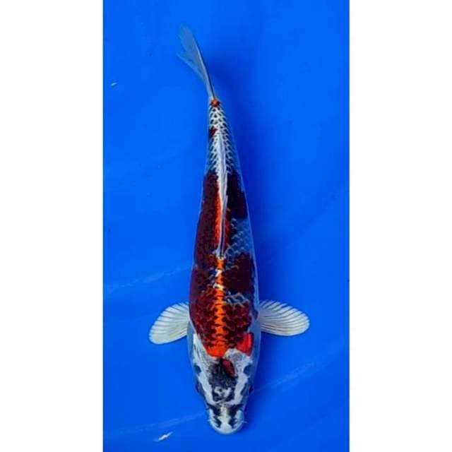 Beni Gingga - Collectible Item 24cm (F)