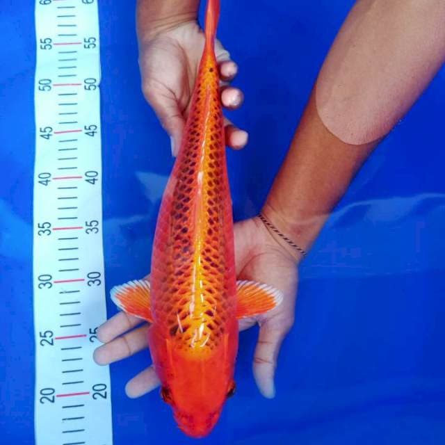 Kin Matsuba 40cm