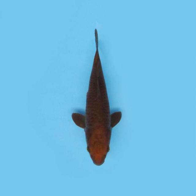 28CM - CHAGOI