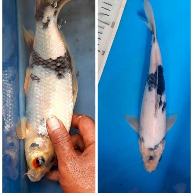 Shiro 27cm