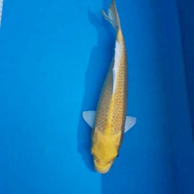 Yamabuki ogon 30cm