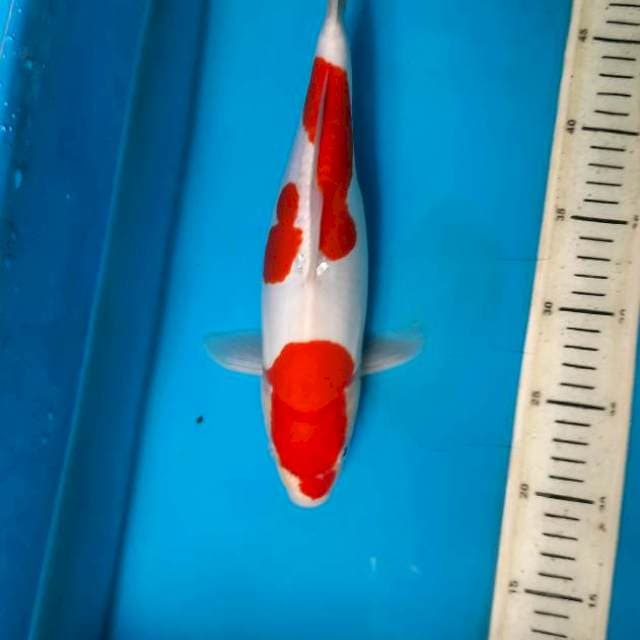 Doitsu kohaku 32F