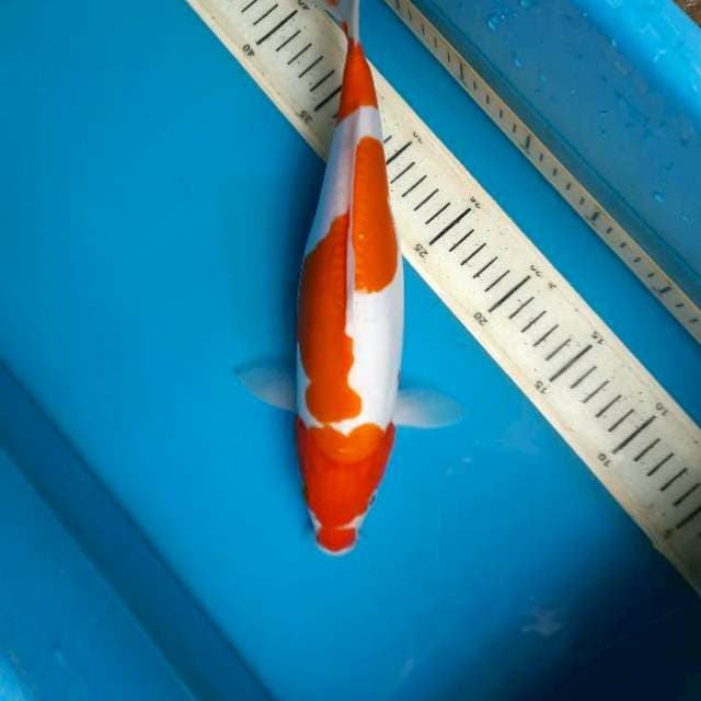Doitsu kohaku 32F
