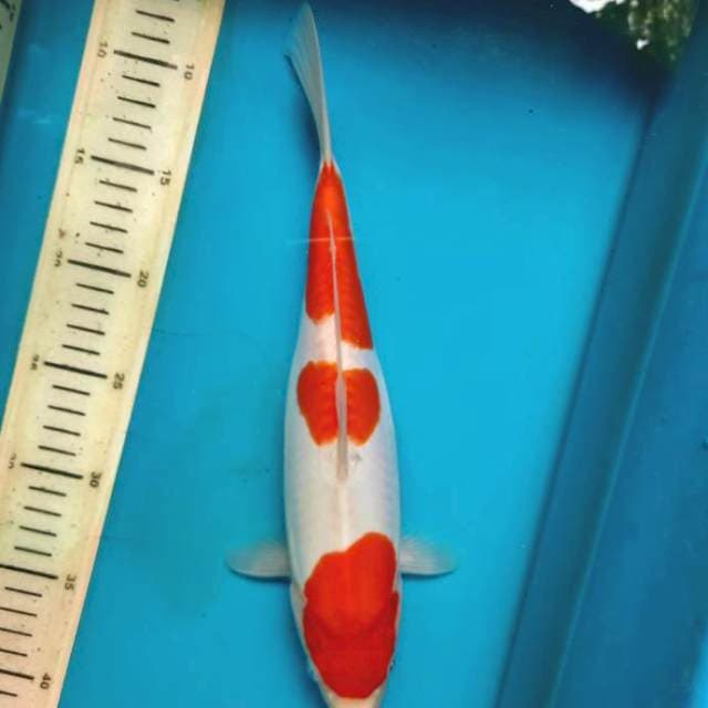 Doitsu kohaku 31F