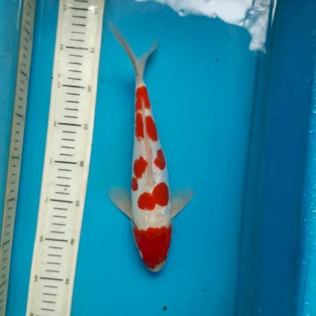 Aragoke kohaku 30M