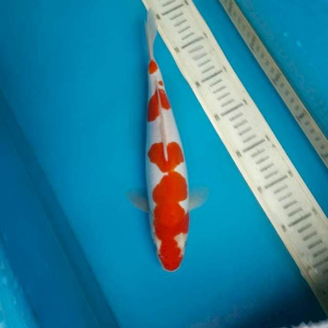 Hanatsuke Doit kohaku 29F