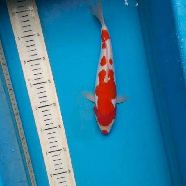 Doit kuchibeni kohaku 27M